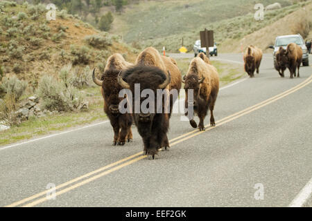 Bison-Herde hinunter die Mitte einer Autobahn im Yellowstone-Nationalpark, Wyoming, USA Stockfoto