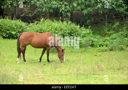 Braune Pferd im üppigen tropischen Bauernhof Weiden Stockfoto