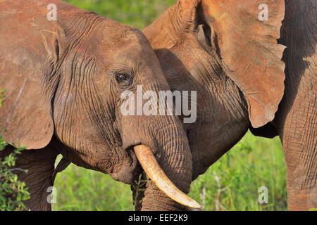 Zwei Kämpfe rot gefärbt, Afrikanischer Elefant, Tsavo-Nationalpark, Kenia Stockfoto