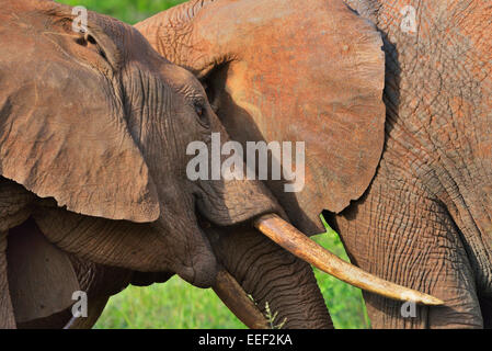 Zwei Kämpfe rot gefärbt, Afrikanischer Elefant, Tsavo-Nationalpark, Kenia Stockfoto