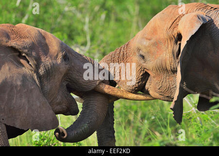 Zwei Kämpfe rot gefärbt, Afrikanischer Elefant, Tsavo-Nationalpark, Kenia Stockfoto