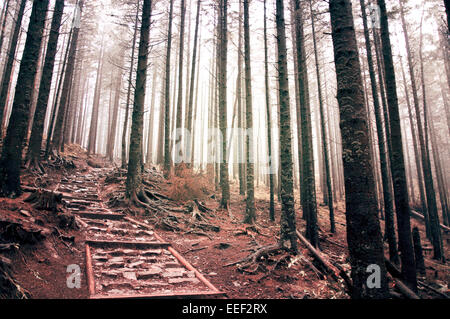 Natur. Pfad-Hexe-Treppen in dunklen alten Wald mit Nebel gefüllt. Stockfoto