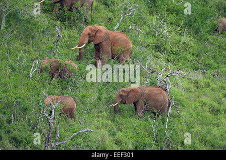 Rot gefärbten afrikanischen Elefantenherde Fütterung Büsche, Tsavo-Nationalpark, Kenia Stockfoto