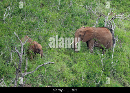 Rot gefärbten afrikanischen Elefantenherde Fütterung Büsche, Tsavo-Nationalpark, Kenia Stockfoto