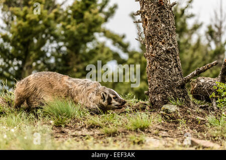 Amerikanischer Dachs Knurren in der Nähe von Bozeman, Montana, USA. Stockfoto