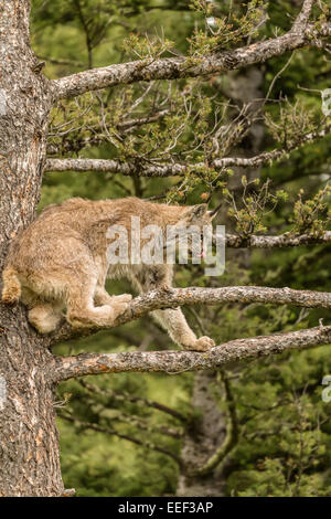 Sub-adulten Kanada Luchs in einem Baum klettern, immer einen besseren Blick auf Beute, in der Nähe von Bozeman, Montana, USA. Stockfoto