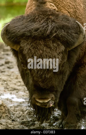 Amerikanische Bisons (Bison Bos) Porträt Nahaufnahme trinken aus kleinen Pfützen im Yellowstone-Nationalpark, Wyoming, USA Stockfoto