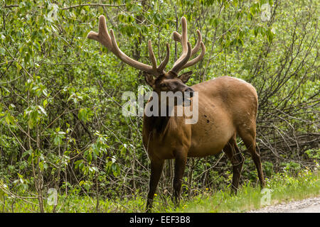 Männliche amerikanische Elch hallten am Wegesrand in Banff, Alberta, Kanada Stockfoto