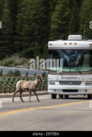 Männliche Bighorn Schafe auf der Autobahn Icefields Parkway im Banff Nationalpark, Alberta, Kanada Stockfoto