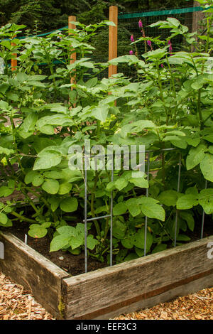 Kartoffeln wachsen in einem Hochbeet Garten mit unterstützt, im westlichen Washington, USA Stockfoto