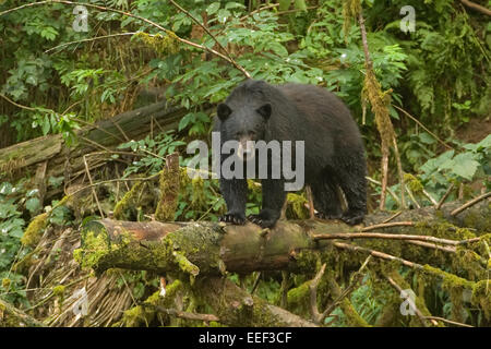 Schwarzer Bär stehend auf umgestürzten Baumstamm an einem Bach in in einer Wildnis in der Nähe von Kake, Alaska, USA Stockfoto