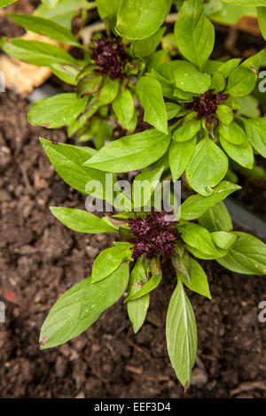 Thai-Basilikum-Pflanzen, die wachsen im westlichen Washington, USA Stockfoto