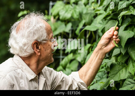 Der Mensch in seinen Siebzigern Ernte Malibu Pol grüne Bohnen aus seinem Garten im westlichen Washington, USA. Stockfoto