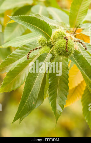 Kastanien an einem Baum auf der Nella Chestnut Farm in der Nähe von Hood River, Oregon, USA.  Gezeigt werden die Kastanien Kätzchen und stacheligen Cupules. Stockfoto