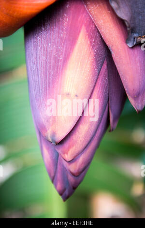 Banane Blume Stockfoto