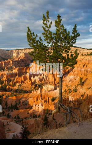 Colorado Pinyon Kiefer (Pinus Edulis) die zu Fuß Baum mit Wurzeln am Sunrise Point, Bryce Canyon, Utah, USA im Juli ausgesetzt