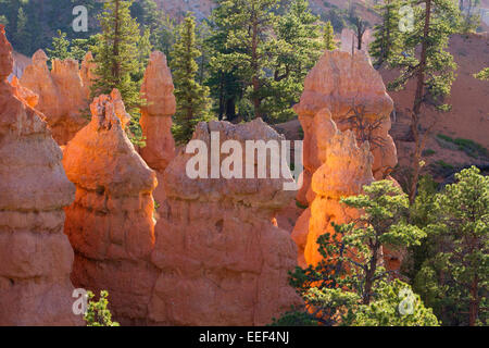 Malerische Aussicht von Hoodoos & andere Kalksteinformationen von Sunrise Point Bereich am Bryce-Canyon-Nationalpark, Utah, USA im Juli Stockfoto
