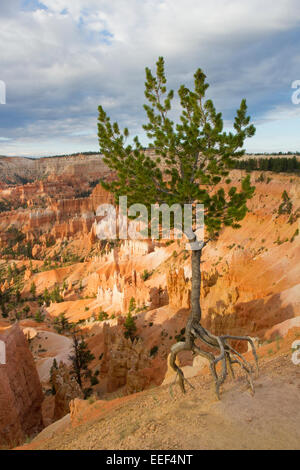 Colorado Pinyon Kiefer (Pinus Edulis) die zu Fuß Baum mit Wurzeln am Sunrise Point, Bryce Canyon, Utah, USA im Juli ausgesetzt