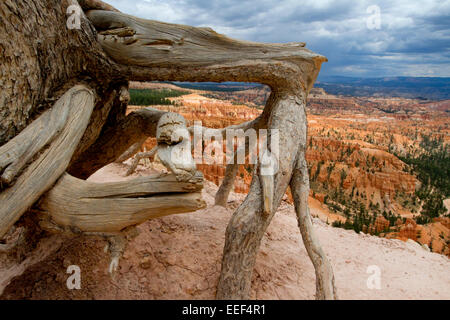 Ansicht der Hoodoos & andere Kalksteinformationen aus Inspiration Point Bereich am Bryce-Canyon-Nationalpark, Utah, USA im Juli Stockfoto