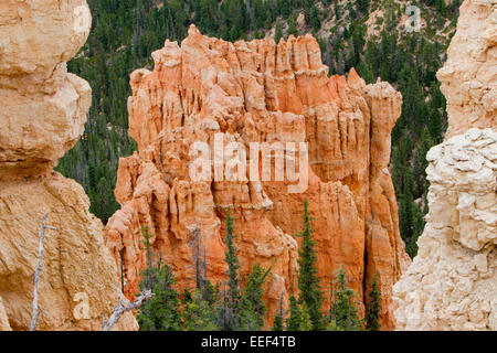 Ansicht der Hoodoos & andere Kalksteinformationen von Rainbow Point Bereich am Bryce-Canyon-Nationalpark, Utah, USA im Juli Stockfoto