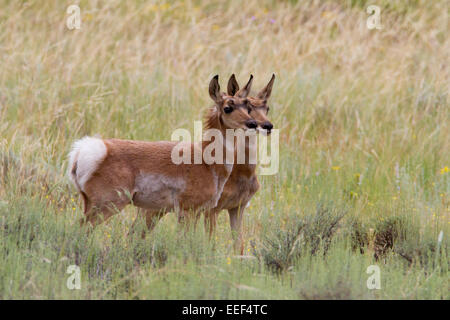 Gabelbock (Antilocapra Americana) Weiden im Feld am Bryce-Canyon-Nationalpark, Utah, USA im Juli Stockfoto