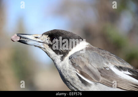 Australische grau Butcherbird, Cracticus Manlius, hautnah mit grub Stockfoto