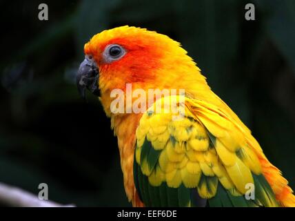 South American Sun Sittich oder Sun Conure (Aratinga Solstitialis) Stockfoto