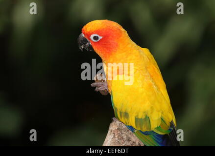 South American Sun Sittich oder Sun Conure (Aratinga Solstitialis) Fütterung Stockfoto