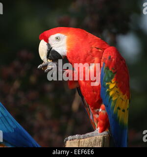 South American hellroten Aras (Ara Macao) posiert auf einem Mast, eine Mutter Essen Stockfoto