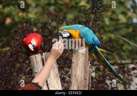 South American hellroten Aras (Ara Macao) & blau und gold Aras (Ara Ararauna) Muttern an einen Vogelschau Avifauna Vogel Zoo gefüttert werden Stockfoto