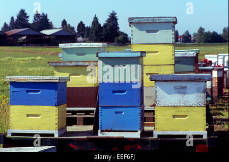 Bienenstöcke in einem Feld in das Fraser Valley, Pitt Meadows, BC, British Columbia, Kanada - Imkerei in hölzernen Bee-Boxen Stockfoto