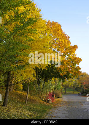 Baum, Baeume, Herbst, Herbstlaub, Blaetter, Farbe, Gelb, Gruen, Jahreszeiten, Natur, Landschaft, Stimmung, Ruhe, Stille, einzeln Stockfoto