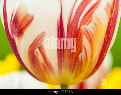 Makro-Bild einer spektakulären rote, weiße und gelbe Tulpe Stockfoto