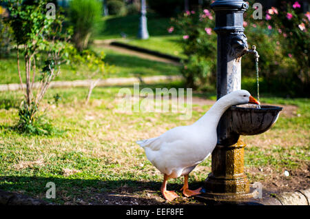 Weiße Ente im park Stockfoto