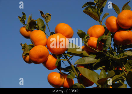 Orangen auf einem Baum gegen blauen Himmel, Spanien Stockfoto