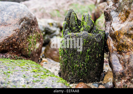 Buhne am Ufer der Ostsee Stockfoto