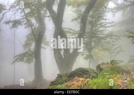 Dichter Nebel im Wald schafft weiches Bild von Baumstämmen. Stockfoto