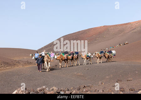 Kamel reitet im Nationalpark Timanfaya, Lanzarote, Kanarische Inseln. Stockfoto