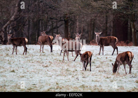Windsor, UK. 17. Januar 2015. UK-Wetter.  Red Deer Weiden frostigen Gras am frühen Morgen im Windsor Great Park. Bildnachweis: Ed Brown/Alamy Live-Nachrichten Stockfoto