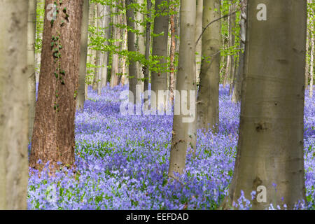 Zeigen ihre ersten Blätter im Frühling Glockenblumen Wald Buche Stockfoto