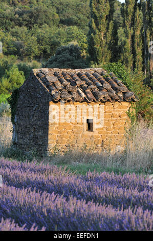 Landhaus aus Stein in der Mitte Lavendelfeld Stockfoto