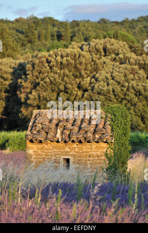 Landhaus aus Stein in der Mitte Lavendelfeld Stockfoto