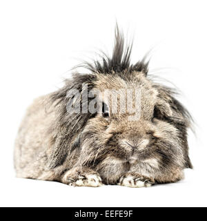 Studio Foto eines braunen Haustier hängeohrigen Löwenkopf Kaninchen. Stockfoto