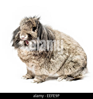 Studio Foto eines braunen Haustier hängeohrigen Löwenkopf Kaninchen. Stockfoto