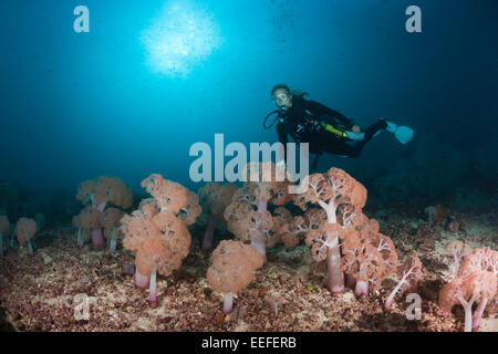 Taucher und weiche Korallen, Umbellulifera SP., Triton Bay, West Papua, Indonesien Stockfoto