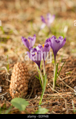 Schöne lila Krokus. Violette Krokusse und Kiefer Kegel Stockfoto