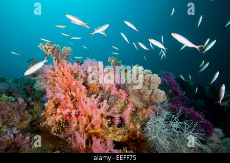 Banane Fusilier über Coral Reef, Pterocaesio Pisang, Triton Bay, West Papua, Indonesien Stockfoto