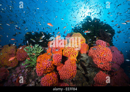 Riff von Orange Cup Korallen, Tubastrea Coccinea, Triton Bay, West Papua, Indonesien Stockfoto