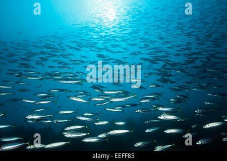 Fischschwarm von Deep-bodied Runde Scad, Decapterus Maruadsi, Triton Bay, West Papua, Indonesien Stockfoto