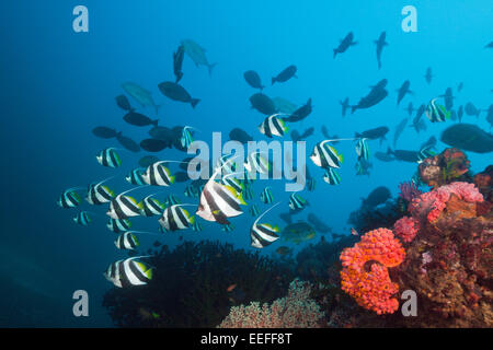 Longfin Bannerfish über Coral Reef, Heniochus Acuminatus, Triton Bay, West Papua, Indonesien Stockfoto